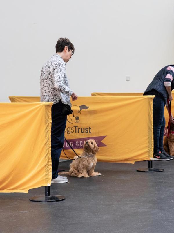 Dog School